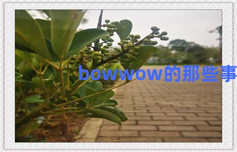 bowwow的那些事