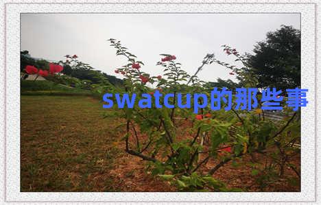 swatcup的那些事